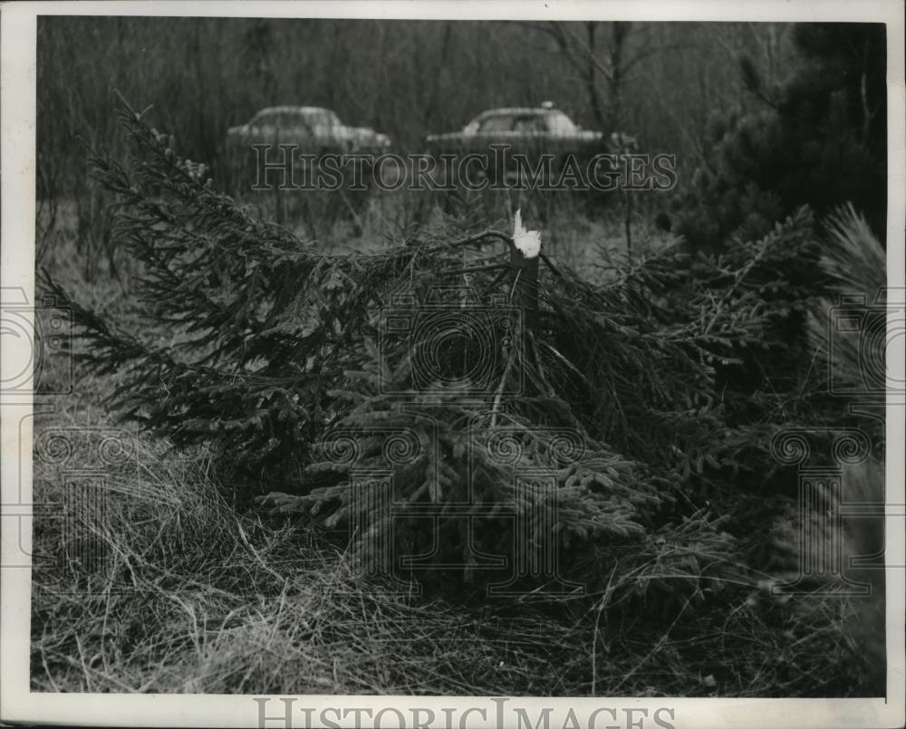 Image1