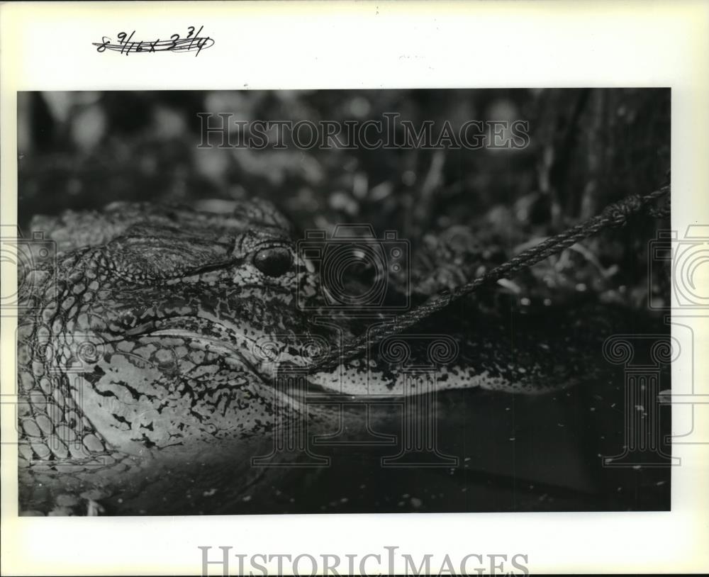 1969 Press Photo Alligator with rope line hook in mouth on first day of  season | eBay
