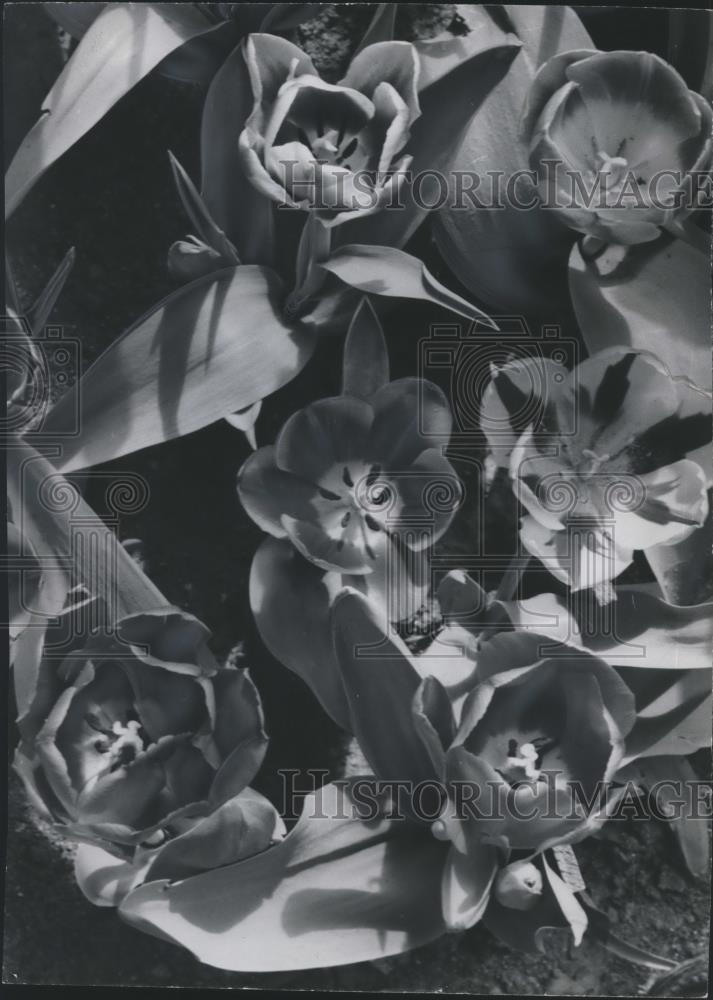Image1