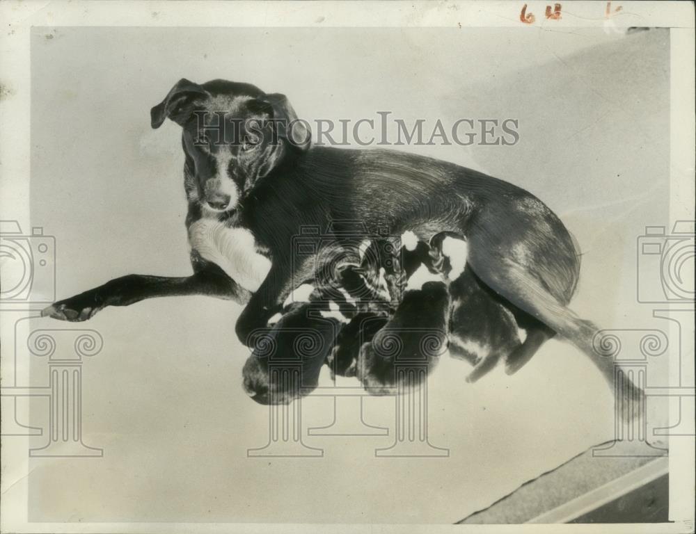 Image1