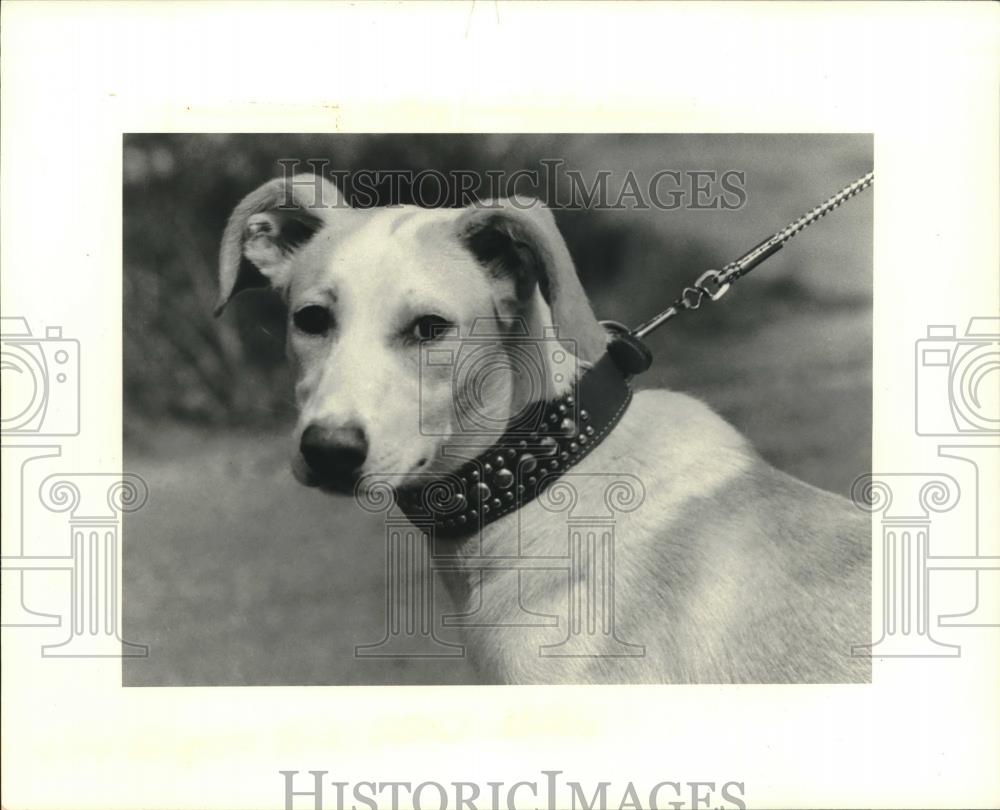 犬ちゃん 1983 Press Photo Pet of the week, Chanel a mixed breed