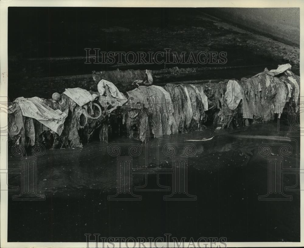 Image1