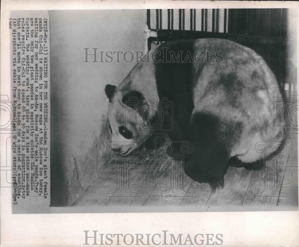 1966 Press Photo Chi-Chi London's Zoo Female Giant Panda