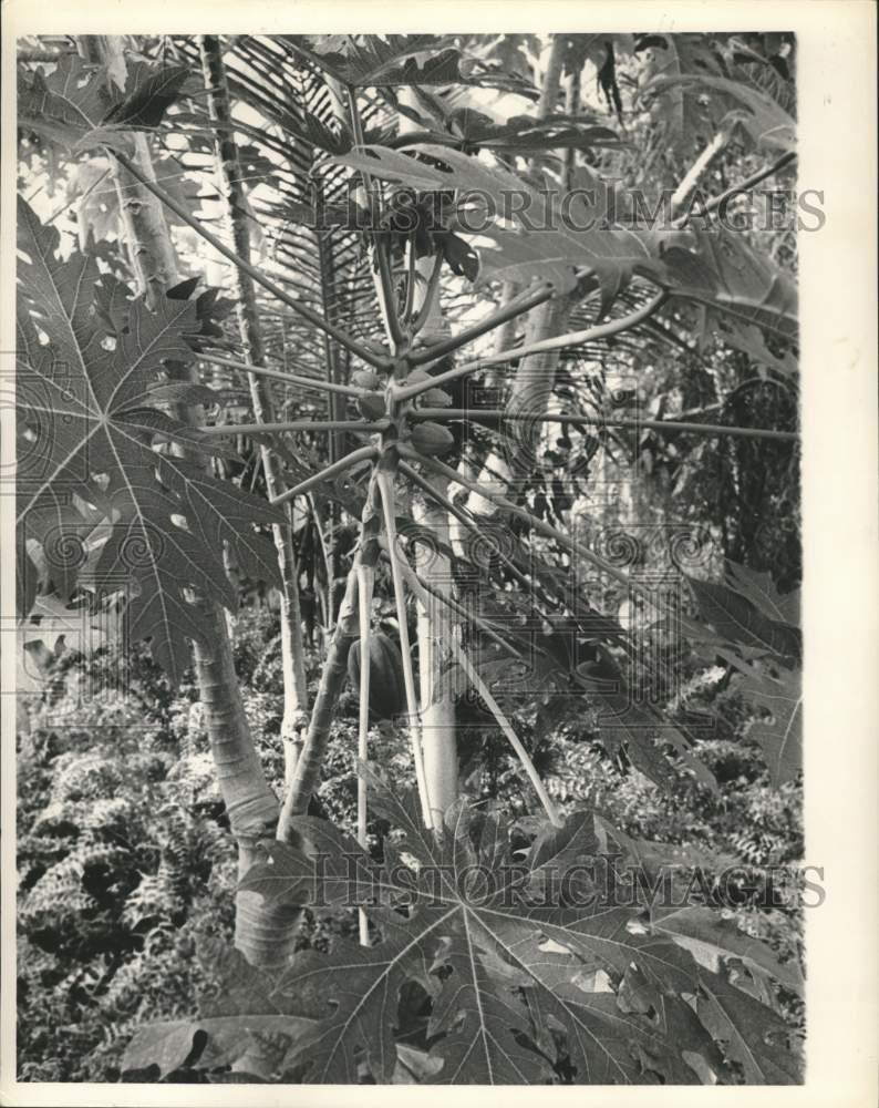 Image1