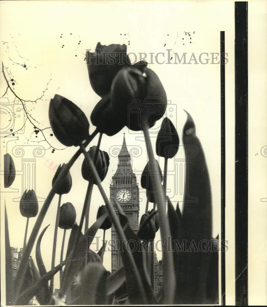 Image1