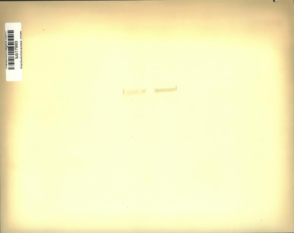 Image2