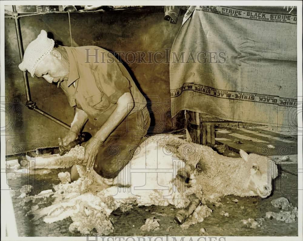 1967 Press Photo Sheep Lies Down While Being Electrically Sheared