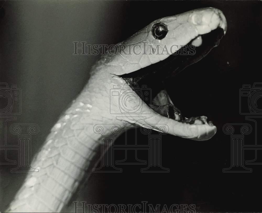 Press Photo Black mamba snake - kfx43932 | eBay