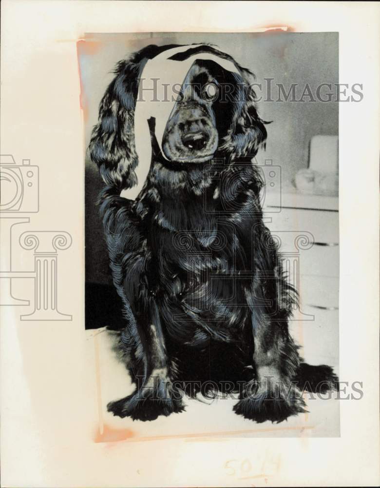 Image1