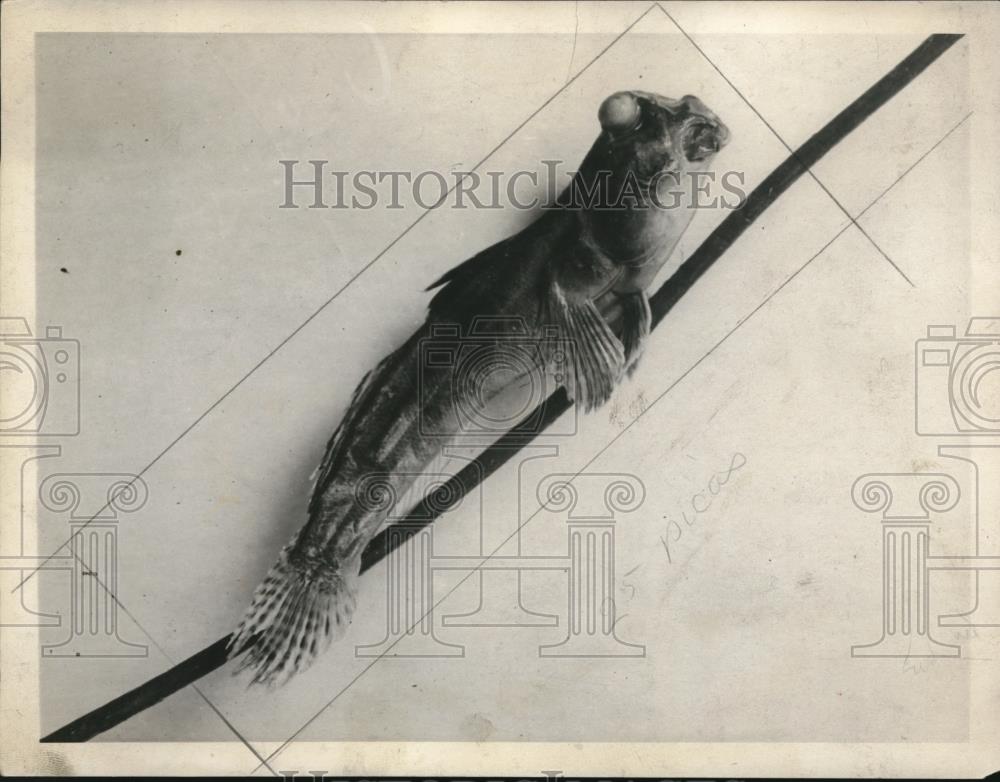 Image1