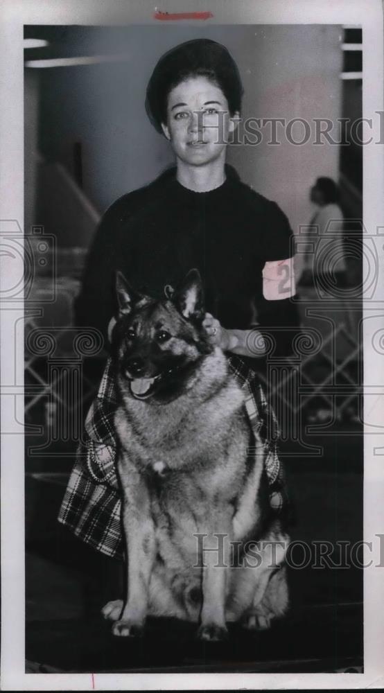 vin melca norwegian elkhounds