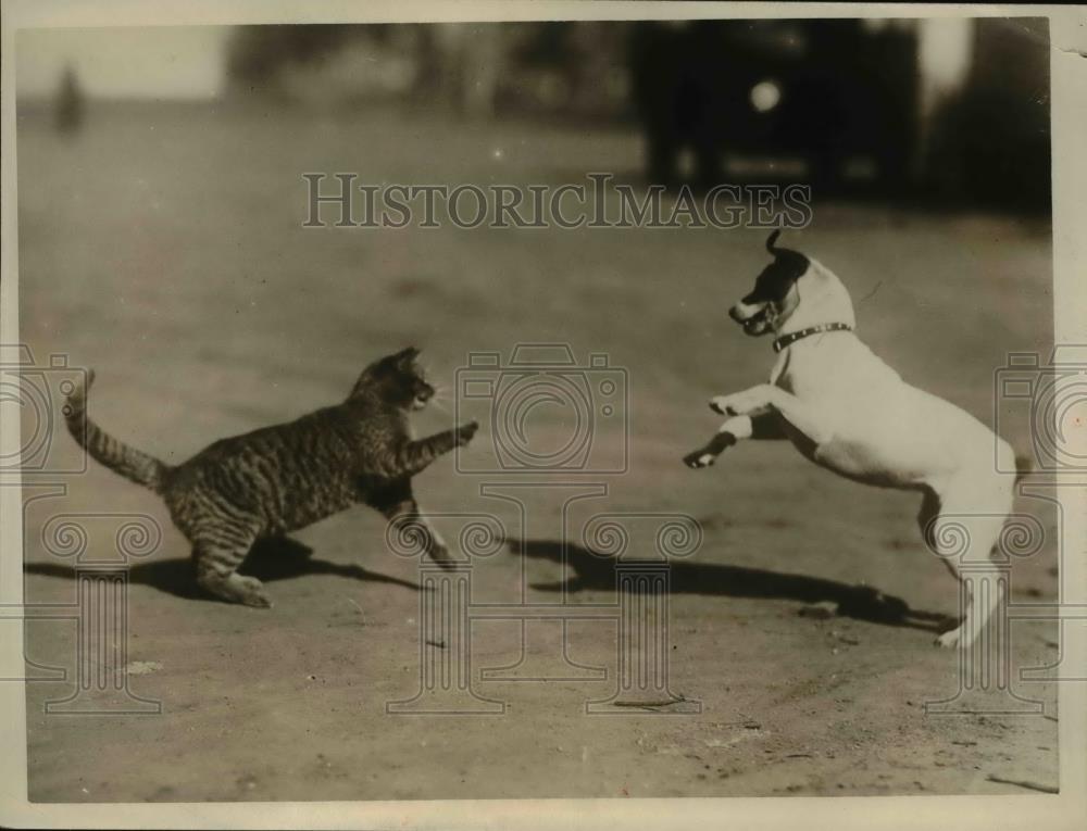 Image1