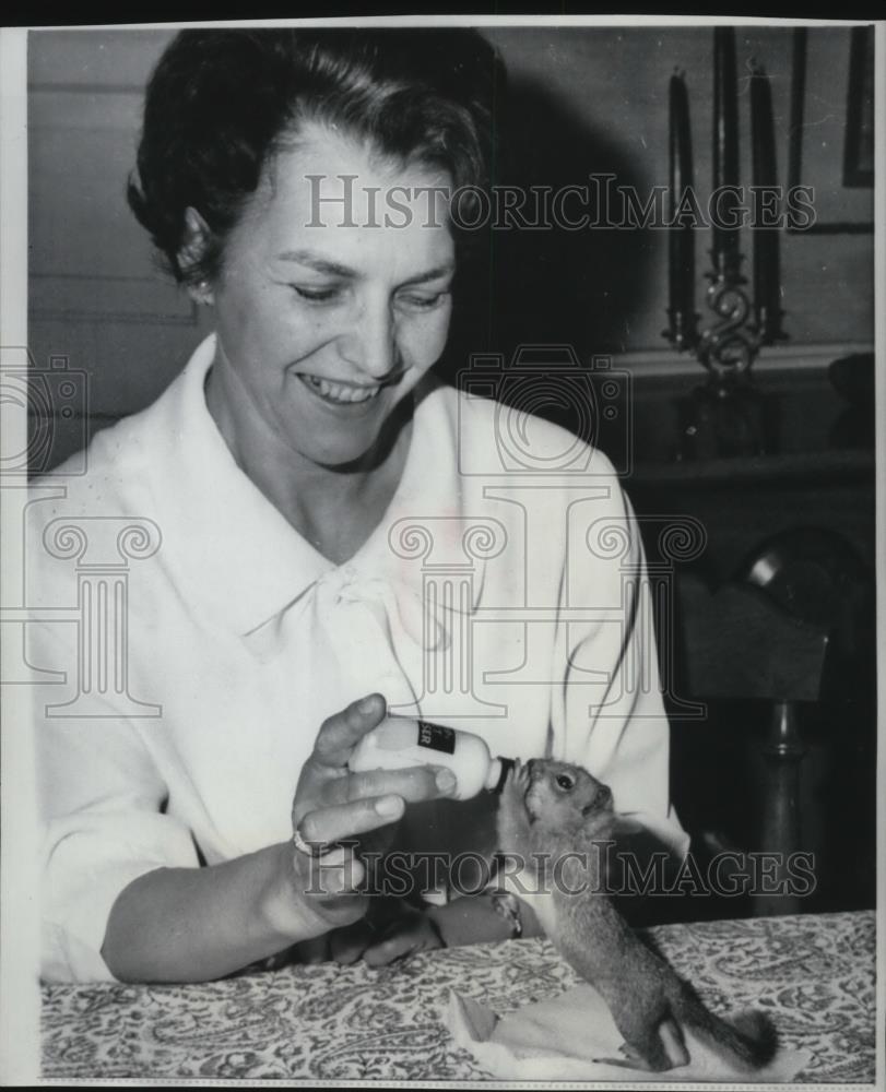 1968 Press Photo Red Tree Squirrel Fang Gets Lunch From ...