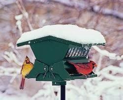 Absolute Ii Squirrel Proof Bird Feeder Heritage Farms 7536 W Pole