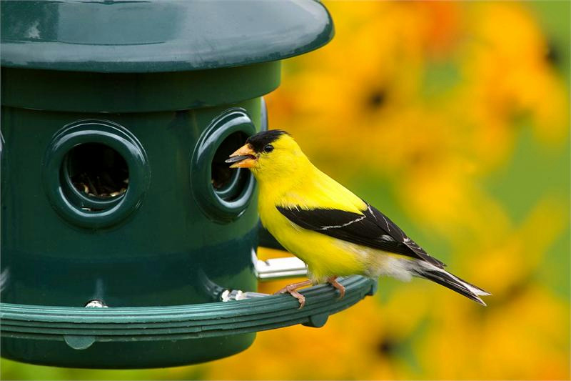 Feeder Buster Free Locking Locking Squirrel Chain Free Plus Proof