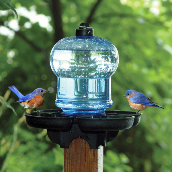 First Nature 3004 Clear Globe Style Bird Bath and Waterer Post Mount or ...