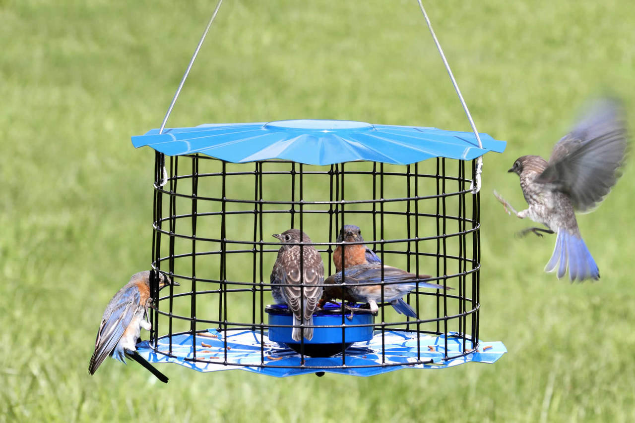 Nature House BBF1 Caged Bluebird Meal Worm Feeder Made In The USA eBay