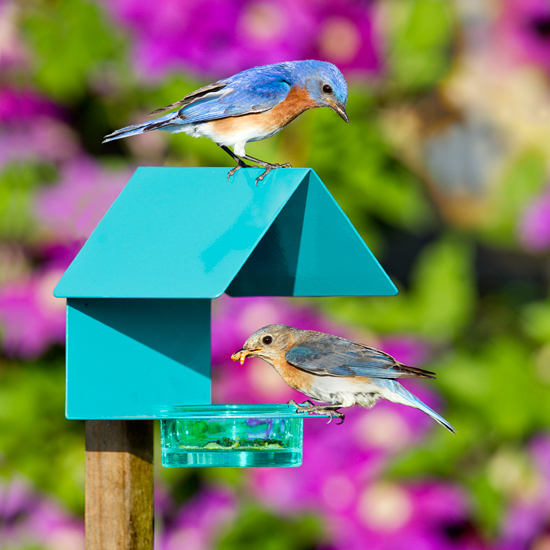 Couroone Metal Glass Bright Aqua Colored Bird Feeder 447200a Ebay